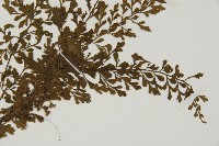 海南鐵角蕨藏品圖，第3張