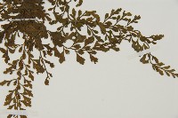 海南鐵角蕨藏品圖，第4張