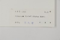 扇葉鐵線蕨藏品圖，第2張