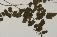 扇葉鐵線蕨藏品圖，第3張