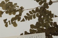 扇葉鐵線蕨藏品圖，第4張