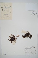 厚壁蕨藏品圖，第1張