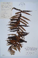 大葉黑桫欏藏品圖，第1張