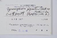 大葉黑桫欏藏品圖，第2張