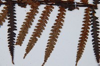 大葉黑桫欏藏品圖，第3張