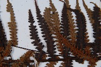 大葉黑桫欏藏品圖，第4張