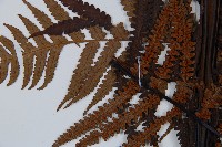 大葉黑桫欏藏品圖，第5張