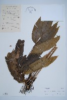 細柄雙蓋蕨藏品圖，第1張