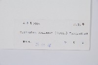 細柄雙蓋蕨藏品圖，第3張