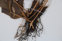 細柄雙蓋蕨藏品圖，第4張