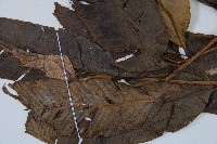 細柄雙蓋蕨藏品圖，第5張