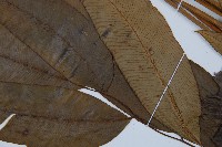 細柄雙蓋蕨藏品圖，第6張