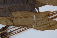 細柄雙蓋蕨藏品圖，第7張