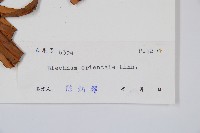 烏毛蕨藏品圖，第2張