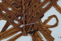 烏毛蕨藏品圖，第3張
