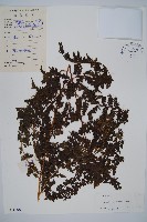 華南鱗蓋蕨藏品圖，第1張