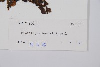 華南鱗蓋蕨藏品圖，第5張