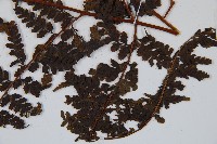 華南鱗蓋蕨藏品圖，第6張