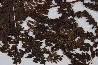 華南鱗蓋蕨藏品圖，第7張