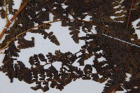 華南鱗蓋蕨藏品圖，第8張