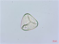 華南鱗蓋蕨藏品圖，第2張