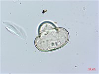 華南鱗蓋蕨藏品圖，第3張