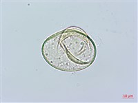 華南鱗蓋蕨藏品圖，第4張