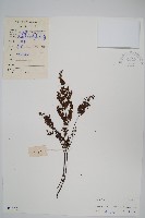 薄葉碎米蕨藏品圖，第1張