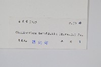 薄葉碎米蕨藏品圖，第2張