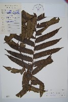 圓齒擬貫眾藏品圖，第1張