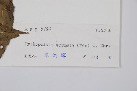 圓齒擬貫眾藏品圖，第2張