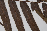 圓齒擬貫眾藏品圖，第3張