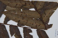 圓齒擬貫眾藏品圖，第4張