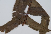 圓齒擬貫眾藏品圖，第5張