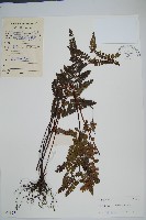 海南鱗始蕨藏品圖，第1張