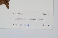 海南鱗始蕨藏品圖，第2張