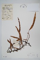 石葦藏品圖，第1張