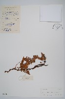 陰石蕨藏品圖，第1張