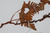 陰石蕨藏品圖，第3張