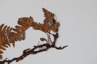 陰石蕨藏品圖，第4張