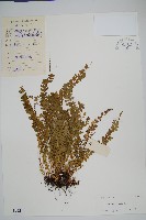 方柄鱗始蕨藏品圖，第1張