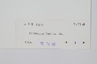 方柄鱗始蕨藏品圖，第2張