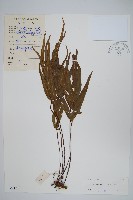 箭葉鳳尾蕨藏品圖，第1張