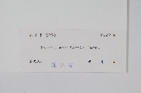 箭葉鳳尾蕨藏品圖，第2張