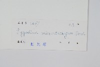 狹葉海金沙藏品圖，第2張