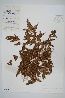 曲軸海金沙藏品圖，第1張