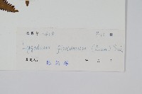 曲軸海金沙藏品圖，第2張