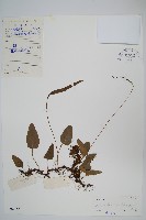 心葉薄唇蕨藏品圖，第1張