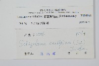 箭葉鱗始蕨藏品圖，第2張