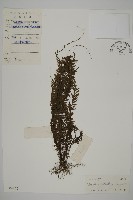 鞭葉鐵線蕨藏品圖，第1張